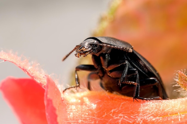 insecto escarabajo oscuro