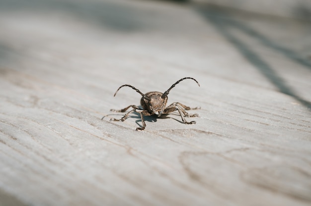 Insecto escarabajo tejedor sobre una tabla de madera