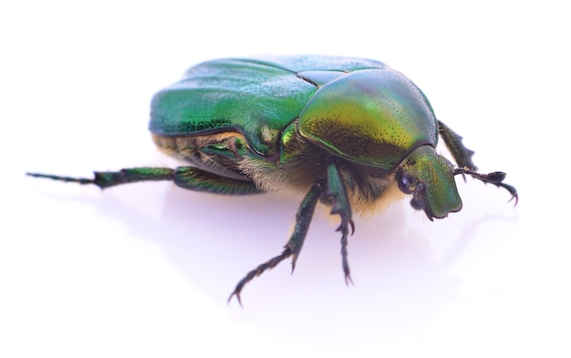 Insecto escarabajo verde rosa chafer (cetonia aurata) aislado sobre fondo blanco.