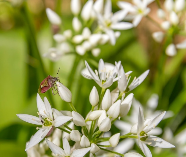 Foto insecto escudo en la flor de ramson