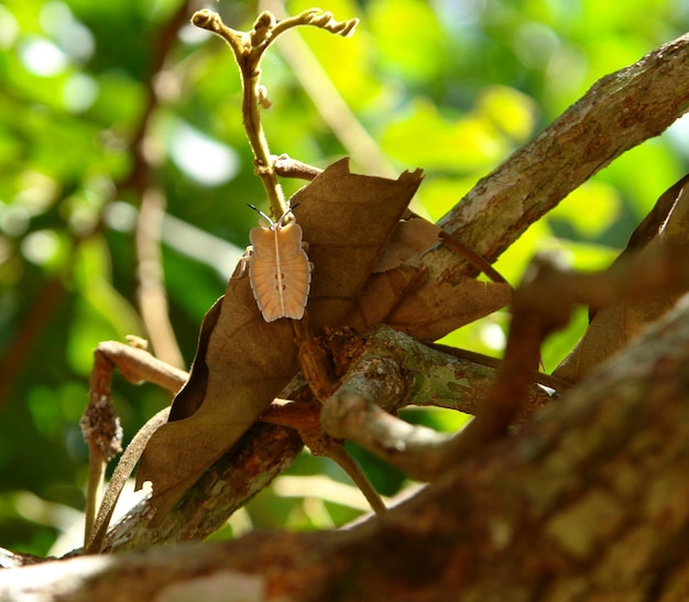 Un insecto extraño.