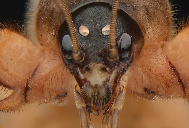 Insecto extremadamente desconocido