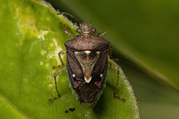 Insecto fedorento adulto