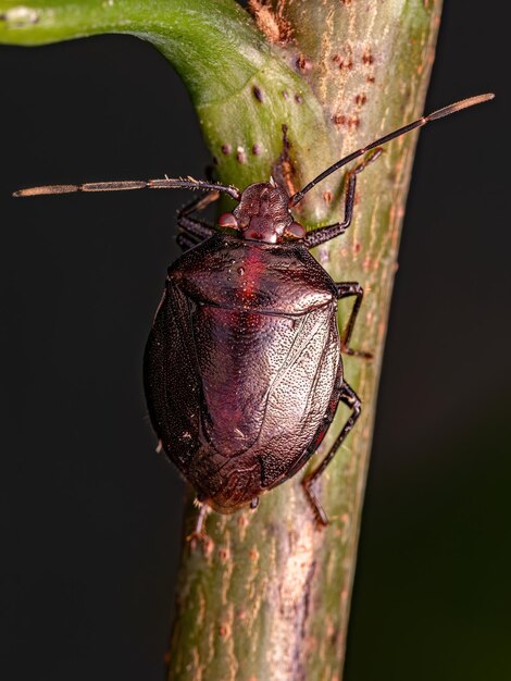 Insecto fedorento adulto