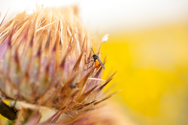 Insecto en una flor de campo