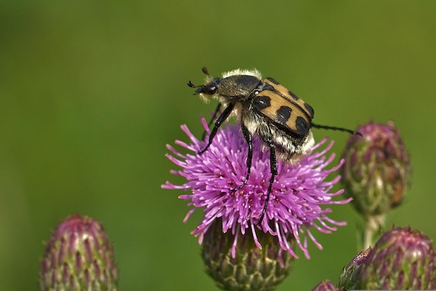 Un insecto en una flor con un fondo verde