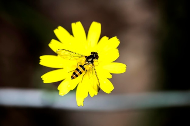 insecto y flor en el jardín