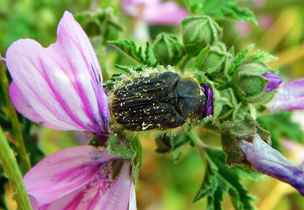 Un insecto en una flor con la palabra "en su cara".