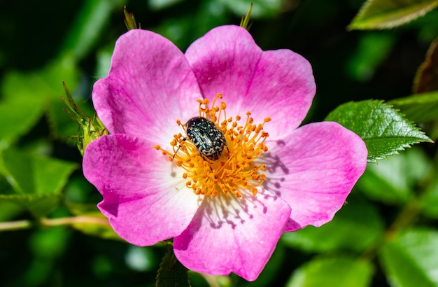 Insecto en una flor rosa en el jardín en primavera