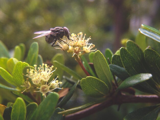 Foto insecto en la flor