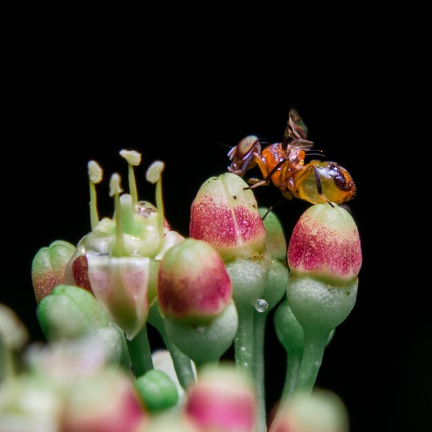 Insecto en la flor