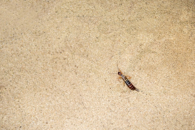 insecto forficula auricularia se arrastra sobre arena amarilla