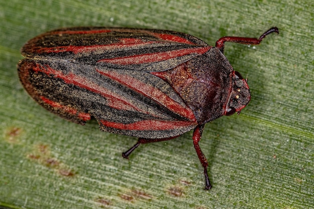 Insecto Froghopper adulto de la familia Cercopidae