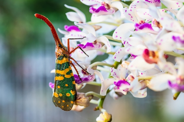 El insecto fulgorid (Planthopper) en una flor
