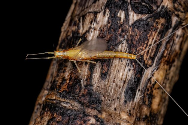 Insecto hembra adulta de la mosca de mayo