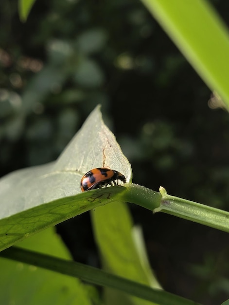 Foto un insecto en una hoja está sentado en una hoja.