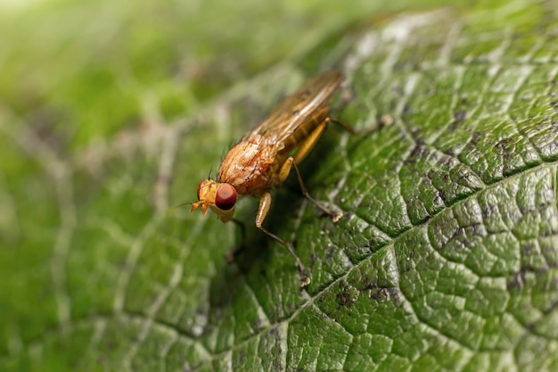 Un insecto en una hoja verde en la naturaleza al aire libre