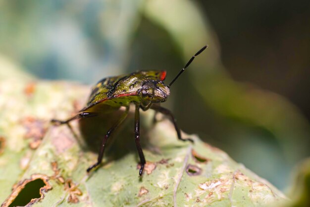 Un insecto en una hoja verde en la naturaleza al aire libre