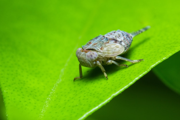 Insecto en la hoja verde