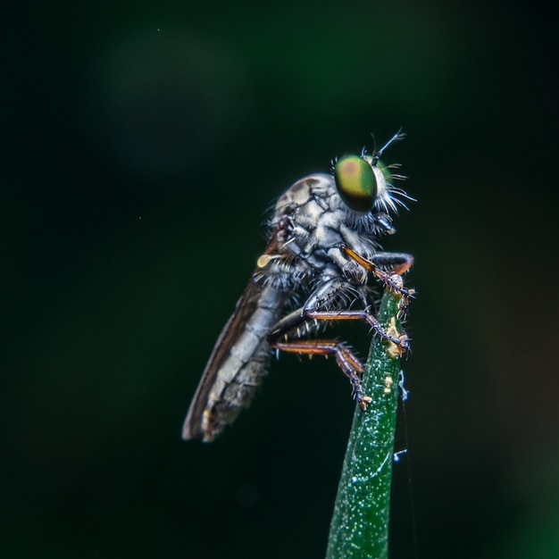 Insecto en la hoja