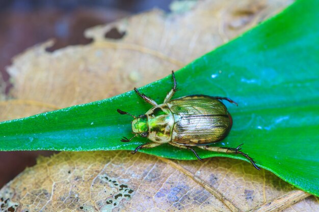 Foto insecto en la hoja