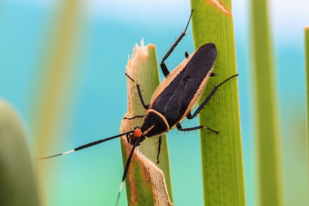 Insecto en la hoja