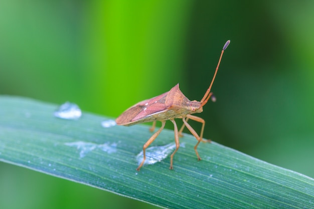 Insecto en la hoja