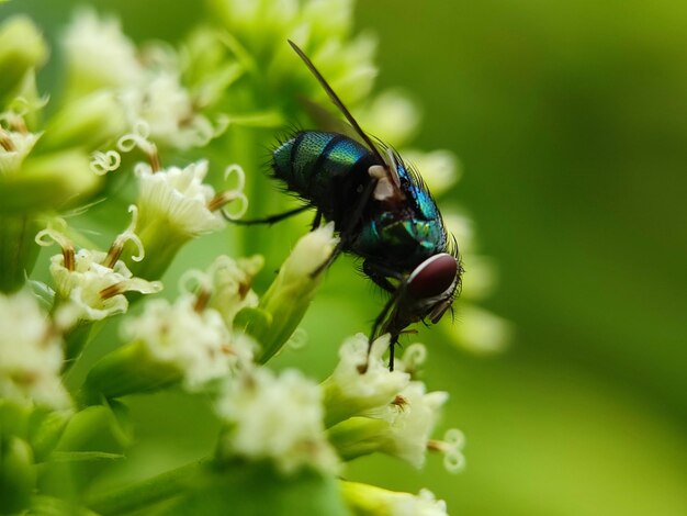 insecto en una hoja