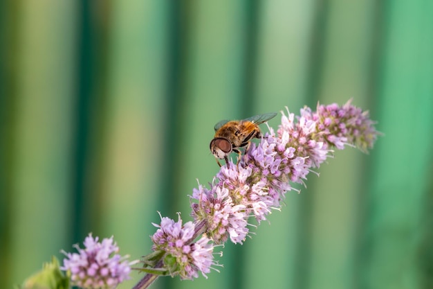 Un insecto hoverfly se sienta en una fotografía macro de flor morada en un día soleado de verano