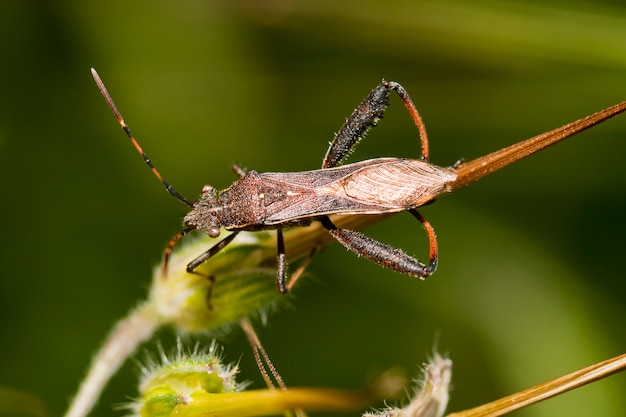 Insecto lateral de Camptopus