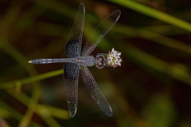 Insecto libélula adulto de la familia Libellulidae