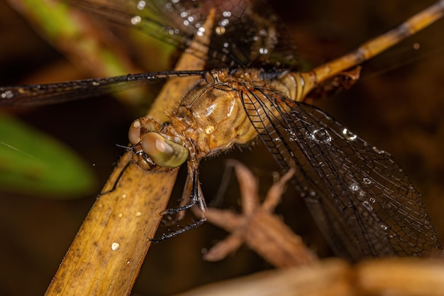 Insecto Libélula Adulto