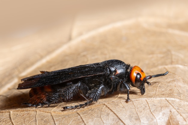 Insecto macro en hoja seca