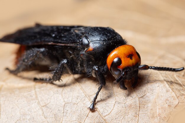 Insecto macro en hoja seca