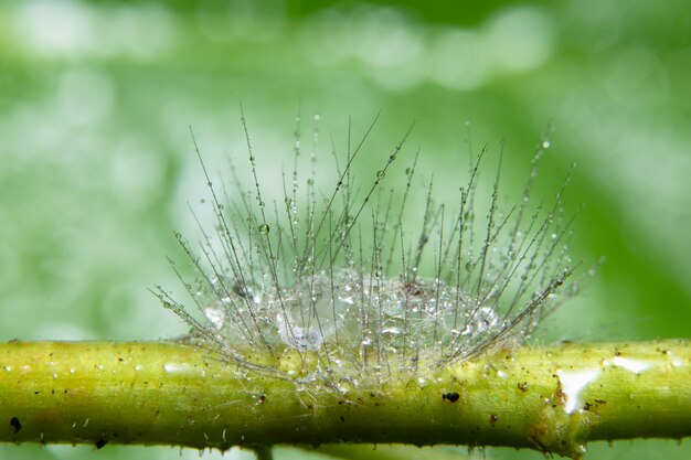 Insecto macro pupa