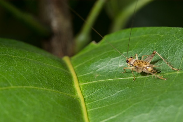 Insecto macro