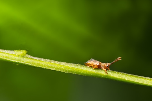 Insecto macro