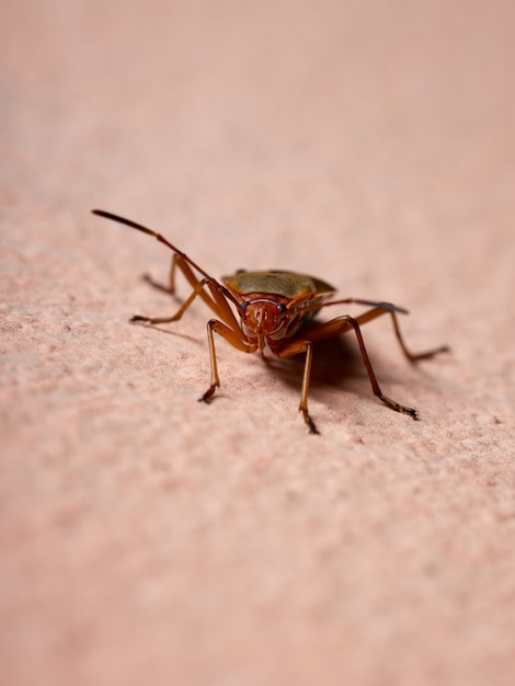 Insecto manchador de algodón adulto del género Dysdercus en la pared