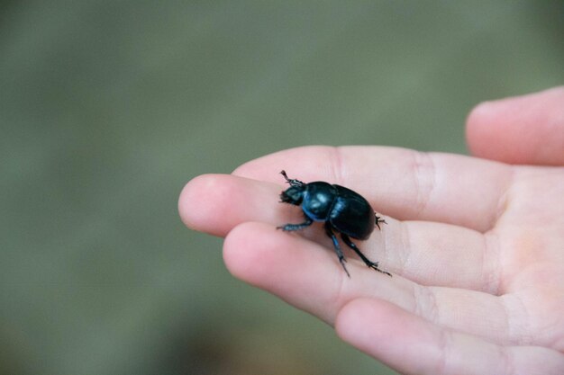 Foto un insecto en la mano de una persona que está en la mano de una persona