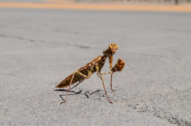 El insecto Mantis Religiosa