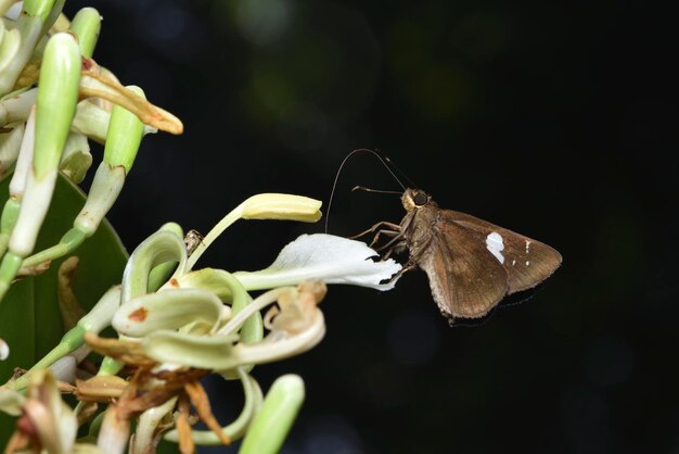 Foto un insecto mariposa chupa el néctar de una flor blanca de galanga