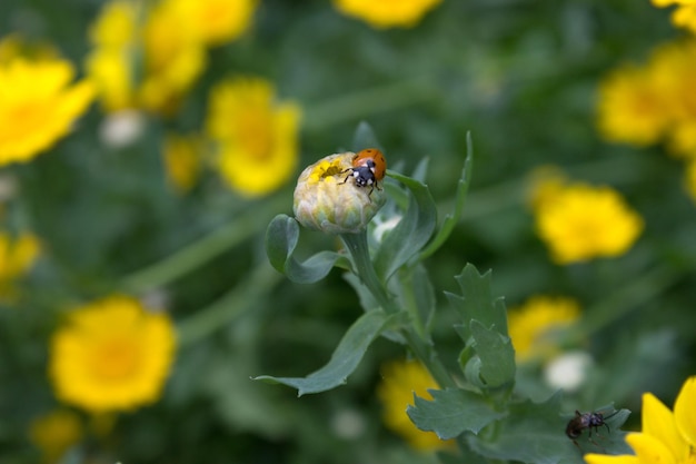 Insecto mariquita en una flor amarilla sin abrir