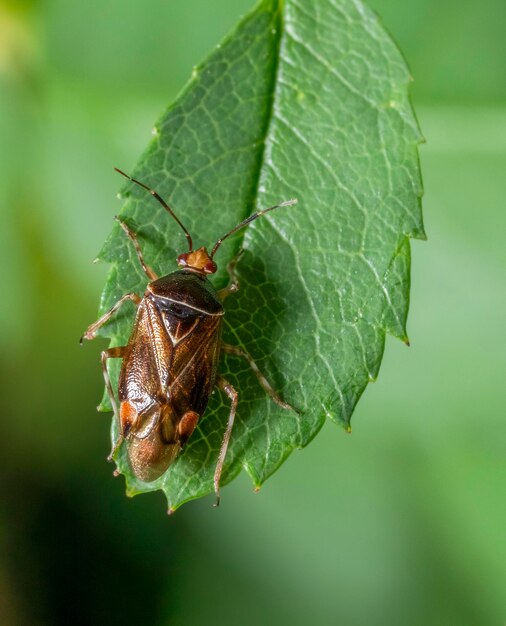 Insecto Mirid en una hoja verde