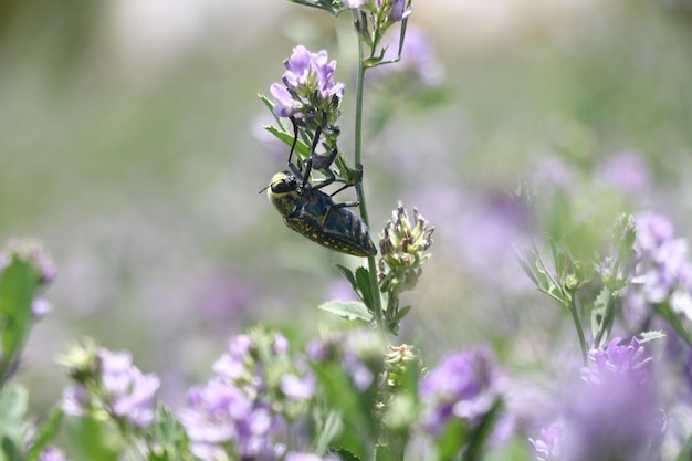 Un insecto morado y amarillo se sienta en una flor morada.