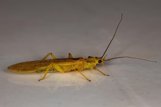 Insecto mosca de la piedra común adulto