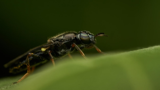 Insecto negro y amarillo Mosca de la Sierra del Sen del Campo Adurgoa gonagra