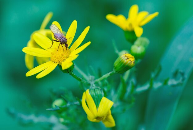 Insecto negro sobre una flor amarilla en la naturaleza macro