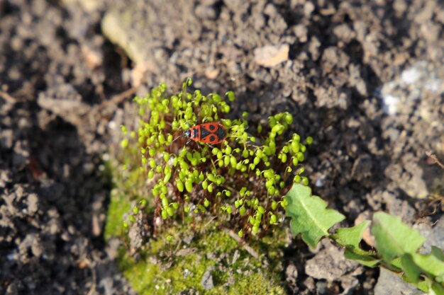 Foto un insecto está en un palo y el insecto está en el suelo