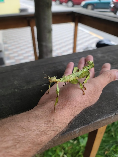 Un insecto palo en una mano de mujer