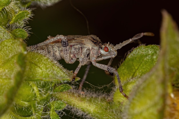 Insecto pequeño de patas de hoja